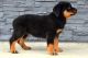 Rottweiler Puppies for sale in Grand Prairie, TX, USA. price: NA