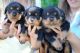 Rottweiler Puppies for sale in El Paso, TX, USA. price: NA