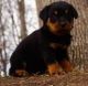 Rottweiler Puppies for sale in Lexington, KY, USA. price: NA