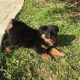 Rottweiler Puppies for sale in Dallas, PA 18612, USA. price: NA