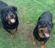 Rottweiler Puppies for sale in Blountville, TN 37617, USA. price: NA