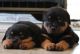 Rottweiler Puppies for sale in Wilmington, NC, USA. price: NA