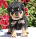 Rottweiler Puppies for sale in Orange, CA, USA. price: NA