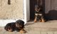 Rottweiler Puppies for sale in Peoria, IL, USA. price: NA