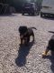 Rottweiler Puppies for sale in Buffalo, NY, USA. price: $450