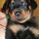 Rottweiler Puppies for sale in Fresno, CA, USA. price: NA