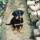 Rottweiler Puppies for sale in Augusta, GA, USA. price: NA