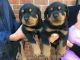 Rottweiler Puppies for sale in Arlington, TX, USA. price: NA