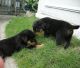 Rottweiler Puppies for sale in Dennysville, ME, USA. price: NA