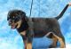 Rottweiler Puppies for sale in Buffalo, NY, USA. price: $500