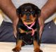 Rottweiler Puppies for sale in Chula Vista, CA, USA. price: NA