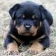 Rottweiler Puppies for sale in Alexander, ME 04694, USA. price: $400