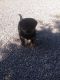 Rottweiler Puppies for sale in Corona, CA, USA. price: NA
