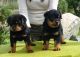 Rottweiler Puppies for sale in Holderness, NH, USA. price: NA