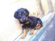 Rottweiler Puppies for sale in Tampa, FL, USA. price: $500