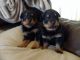 Rottweiler Puppies for sale in Compton, CA, USA. price: NA
