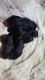 Rottweiler Puppies for sale in Manteca, CA, USA. price: NA