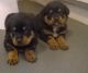 Rottweiler Puppies for sale in Salt Lake City, UT, USA. price: $600