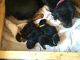 Rottweiler Puppies for sale in Chico, CA, USA. price: NA