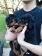 Rottweiler Puppies for sale in Concord, CA, USA. price: NA