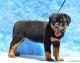 Rottweiler Puppies for sale in Aptos, CA 95003, USA. price: NA