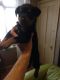 Rottweiler Puppies for sale in Gales Creek, OR 97117, USA. price: NA