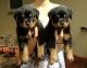 Rottweiler Puppies for sale in Abiquiu, NM 87510, USA. price: NA
