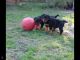 Rottweiler Puppies for sale in Ducor, CA 93218, USA. price: $500