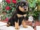 Rottweiler Puppies for sale in Minneapolis, MN, USA. price: NA