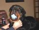 Rottweiler Puppies for sale in Huntington Beach, CA, USA. price: NA