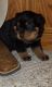 Rottweiler Puppies for sale in Wilsonville, AL 35186, USA. price: NA