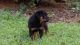 Rottweiler Puppies for sale in Athens, GA, USA. price: NA