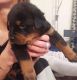 Rottweiler Puppies for sale in Memphis, TN, USA. price: $400