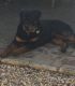 Rottweiler Puppies for sale in Downey, CA, USA. price: NA
