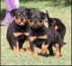 Rottweiler Puppies for sale in Burbank, CA, USA. price: NA