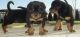 Rottweiler Puppies for sale in Burbank, CA, USA. price: NA