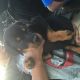 Rottweiler Puppies for sale in Merrillville, IN, USA. price: NA