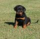 Rottweiler Puppies for sale in New York, NY, USA. price: NA