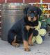 Rottweiler Puppies for sale in Washington, VA 22747, USA. price: NA