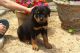Rottweiler Puppies for sale in East Los Angeles, CA, USA. price: $300