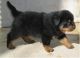 Rottweiler Puppies for sale in Fargo, ND, USA. price: NA