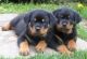 Rottweiler Puppies for sale in Independence, MO, USA. price: NA