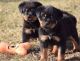 Rottweiler Puppies for sale in Columbia, SC, USA. price: $400
