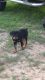 Rottweiler Puppies for sale in Batesburg-Leesville, SC, USA. price: NA