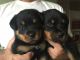 Rottweiler Puppies for sale in Santa Rosa, CA, USA. price: $700