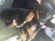 Rottweiler Puppies for sale in Akeley, MN 56433, USA. price: NA