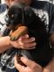 Rottweiler Puppies for sale in Naperville, IL 60563, USA. price: NA