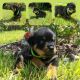 Rottweiler Puppies for sale in Amherst, NH 03031, USA. price: NA