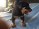 Rottweiler Puppies for sale in Hattiesburg, MS, USA. price: NA