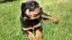 Rottweiler Puppies for sale in Utah Olympic Park, UT-224, Park City, UT 84098, USA. price: $400
